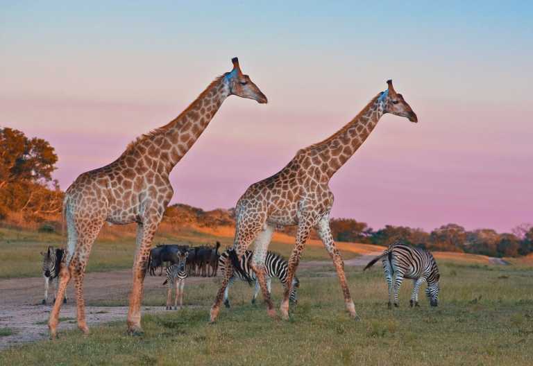 Giraffen, Zebras und Gnus im Sabi Sand Wildreservat, Arathusa Safari Lodge © Foto: Arathusa Safari Lodge
