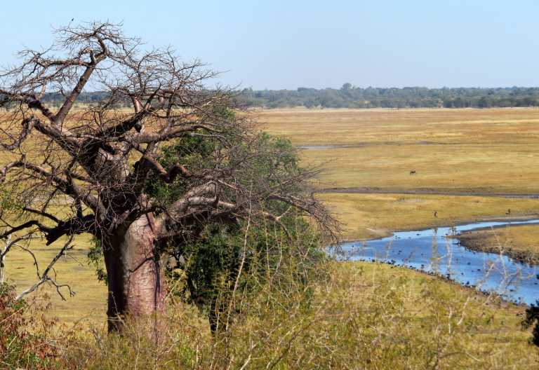 Baobab an der Grenze zwischen Botswana und Namibia &copy; Foto: Susanne Schlesinger | Outback Africa