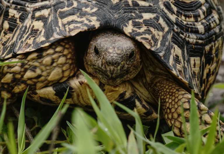 Schildkröte, Deception Valley Lodge © Foto: Deception Valley Lodge