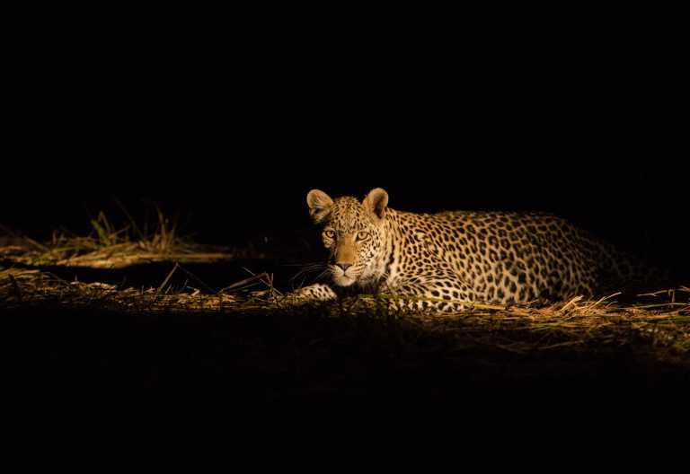 Leopard auf Nachtpirschfahrt, Machaba Camp © Foto: Andrew Howard for Machaba Safaris