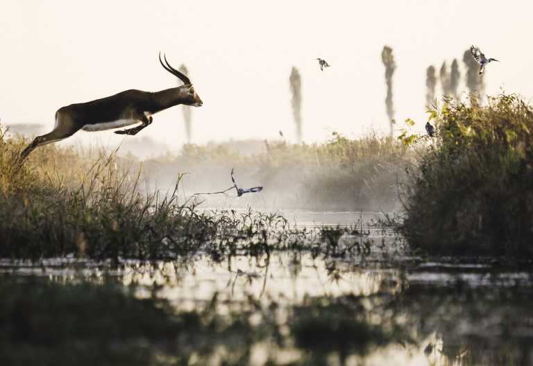 Schwarze Letschwe Antilope und Graufischer in Bangweulu © Foto: Mana Meadows | African Parks