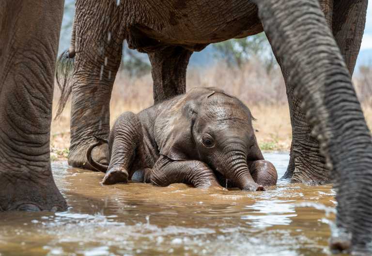 Elefantenbaby beim Baden in Samburu © Foto: Marco Penzel | Outback Africa