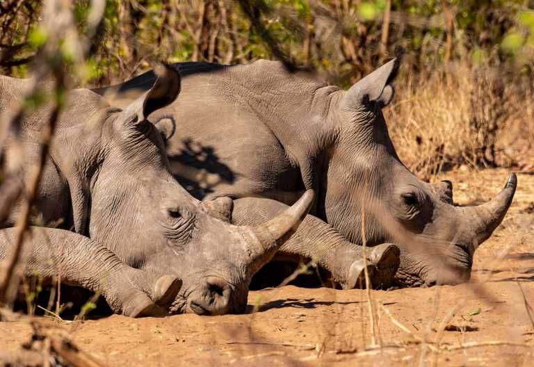Nashörner im Mosi oa Tunya Nationalpark, Sambia &copy; Foto: Marco Penzel | Outback Africa