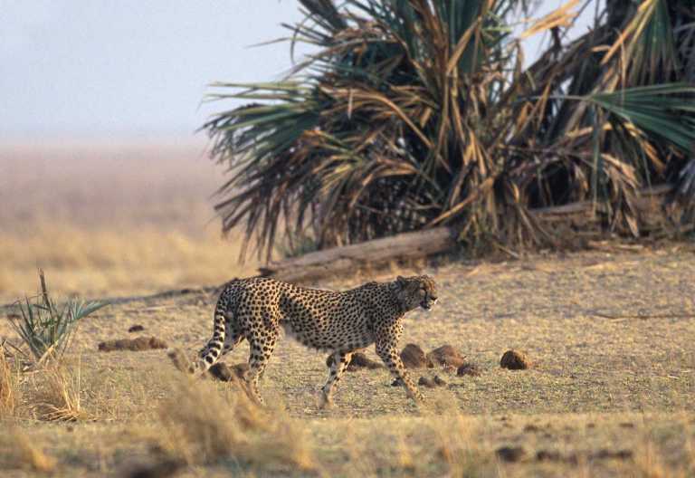 Gepard im Katavi Nationalpark