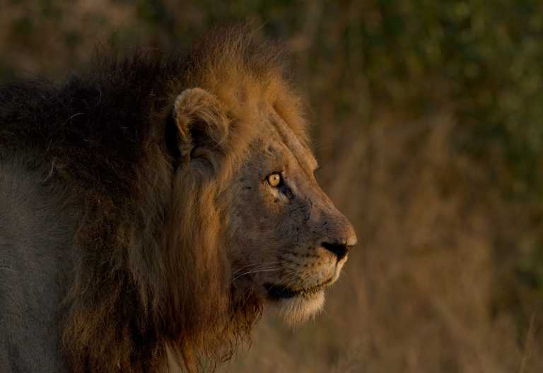Löwe im Krüger Nationalpark © Foto: Rob Lewis | Sunway Safaris