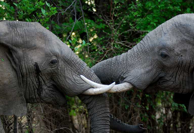 Elefanten im South Luangwa Nationalpark © Foto: Thomas Hölblinger