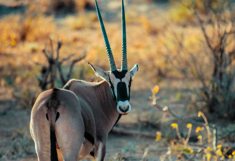 Beisa-Oryxantilope im Samburugebiet, Ashnil Samburu © Foto: FRED GRIVEL for Ashnil Hotels