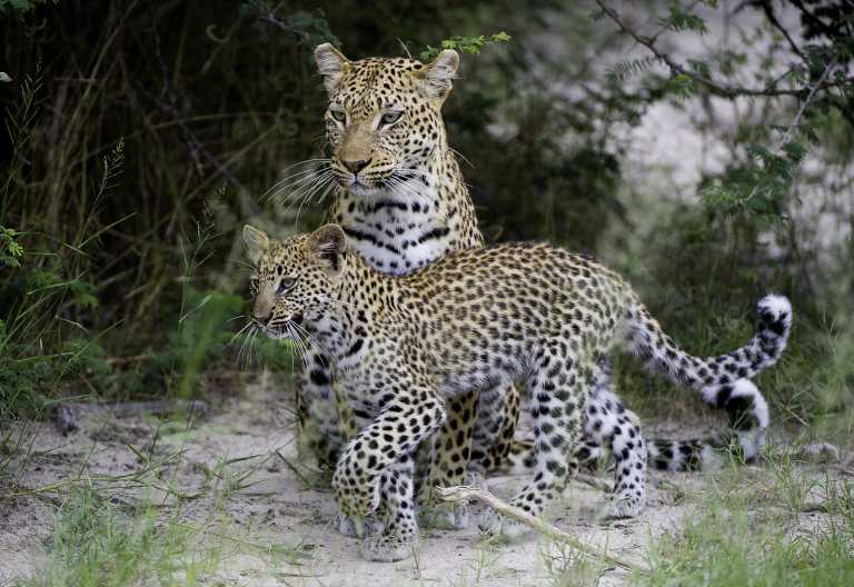 Jao Camp, Zwei Generationen in der Jao-Konzession © Foto: Dana Allen | Wilderness Safaris