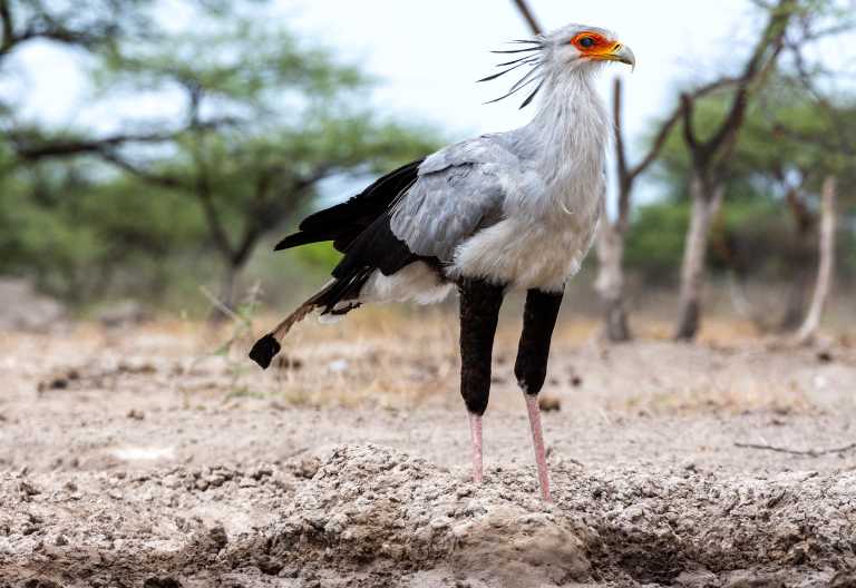 Sekretär &copy; Foto: Marco Penzel | Outback Africa