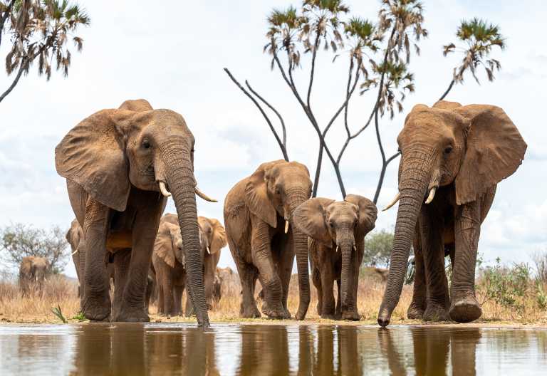 Elefanten vor dem Foto-Versteck des Soroi Larsens Camps © Foto: Marco Penzel | Outback Africa