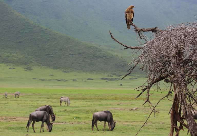 Zebras, Gnus und Raubvogel im Ngoroongoro-Krater, Neptune Ngorongoro Luxury Lodge © Foto: Neptune Hotels