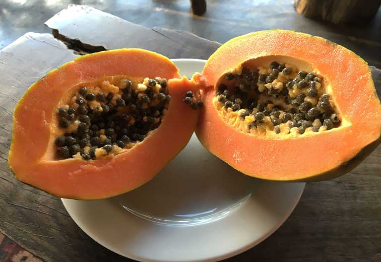Riesige, sehr leckere Papaya, Mihingo Lodge © Foto: Svenja Penzel @ Outback Africa
