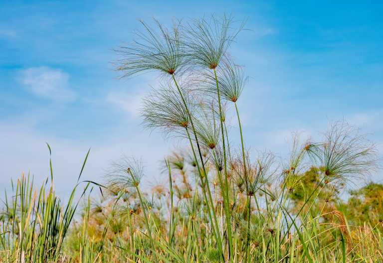 Papyrus dominiert das nördliche Okavango-Delta © Foto: Marco Penzel | Outback Africa