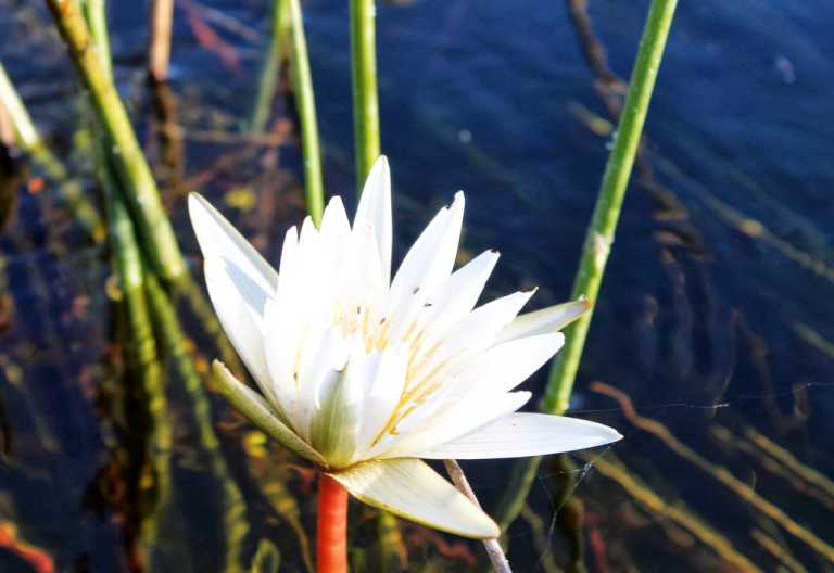 Xudum Lodge, Seerose im Okavangodelta © Foto: Ulrike Pârvu | Outback Africa