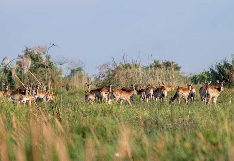 Letschwe (Moorantilopen) im Okavango-Delta © Foto: Marco Penzel | Outback Africa