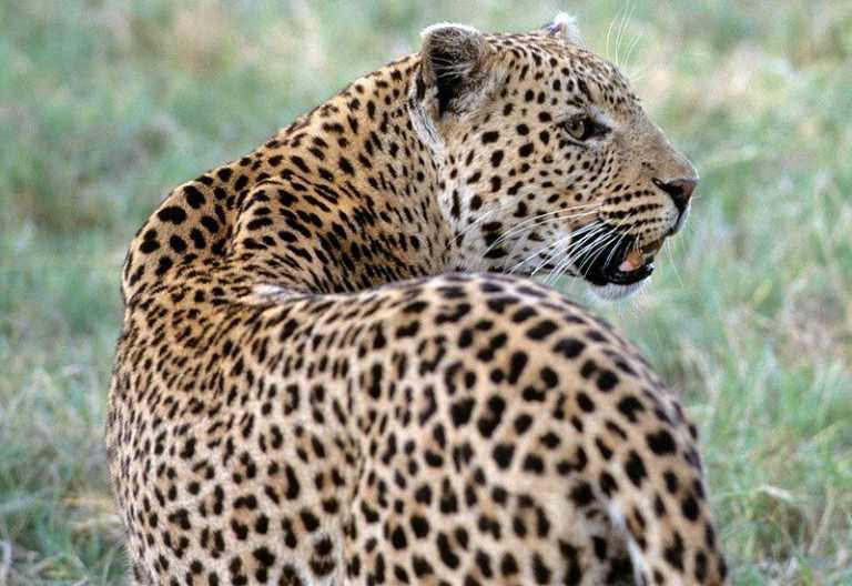 Leopard im Okavango-Delta © Foto: Marco Penzel | Outback Africa