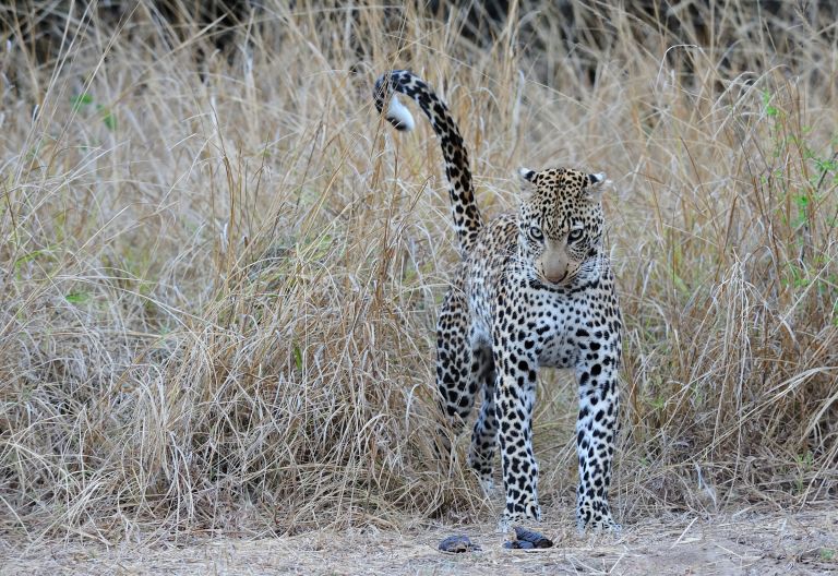Leoapard in South Luangwa © Foto: Marco Penzel | Outback Africa