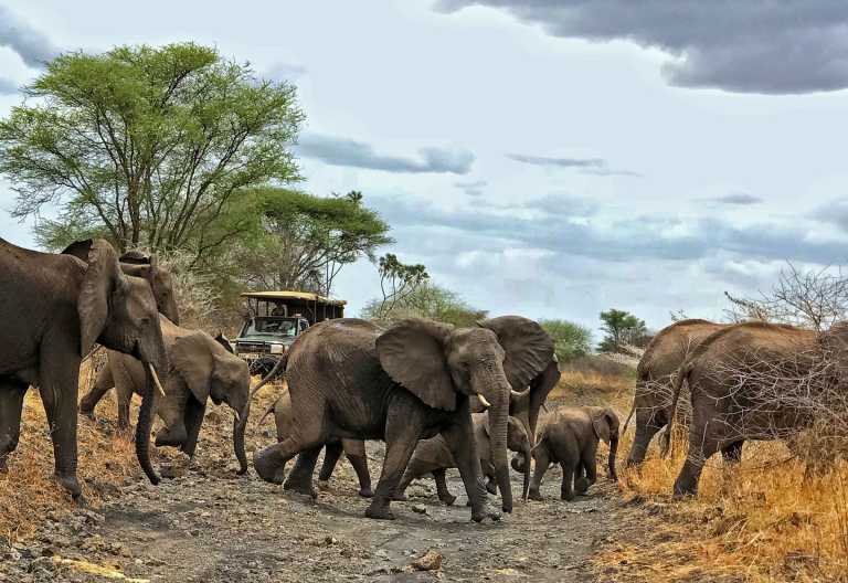 Elefantenherde, Elsas Kopje, Meru Nationalpark © Foto: Svenja Penzel | Outback Africa
