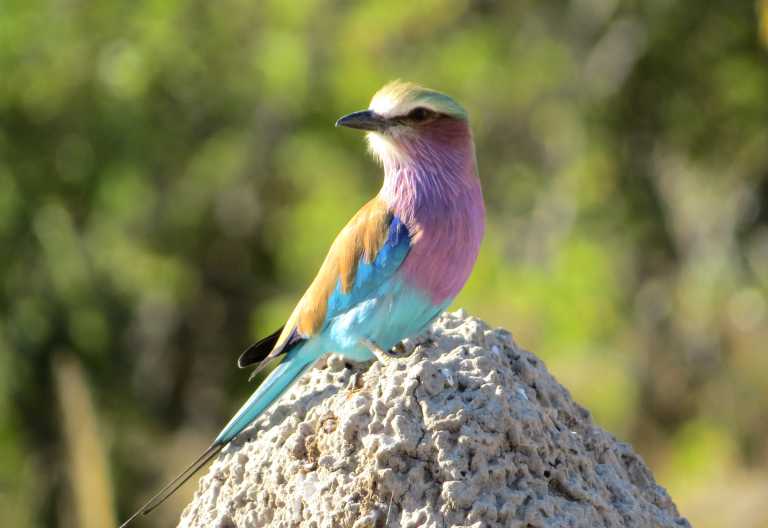 Gabelracke (Lilac Breasted Roller), Moremi © Foto: Susanne Schlesinger | Outback Africa