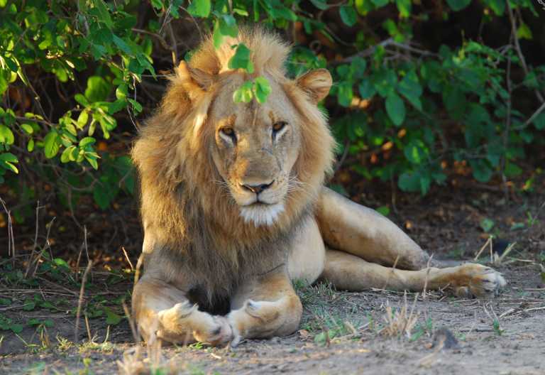 Löwe im South Luangwa Nationalpark © Foto: Thomas Hölblinger