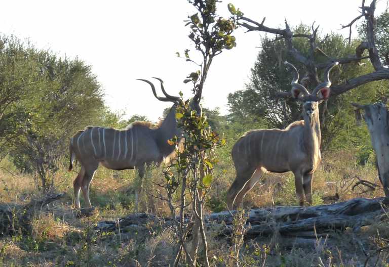 Kudus, Gomoti Plains © Foto: Ulrike Pârvu | Outback Africa