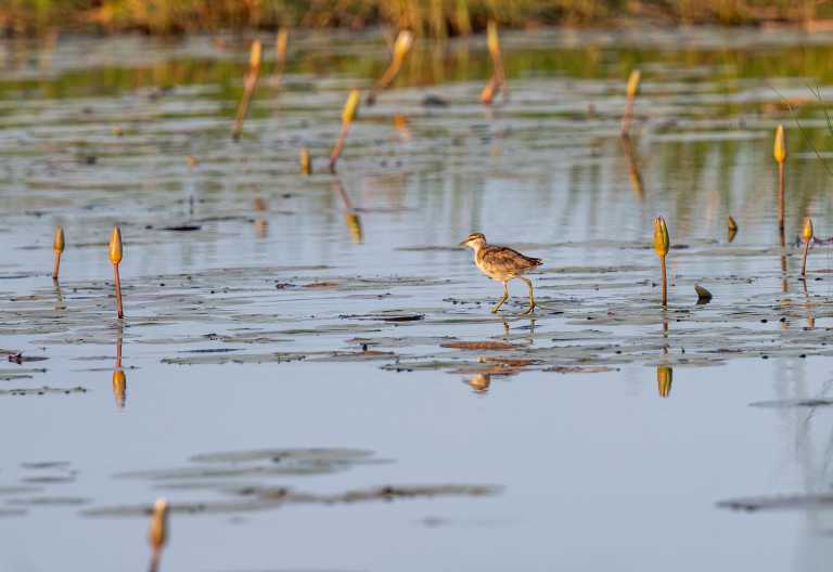 Seltener Vogel: Zwergblatthühnchen (Lesser jacana) im Okavango-Delta © Foto: Marco Penzel | Outback Africa