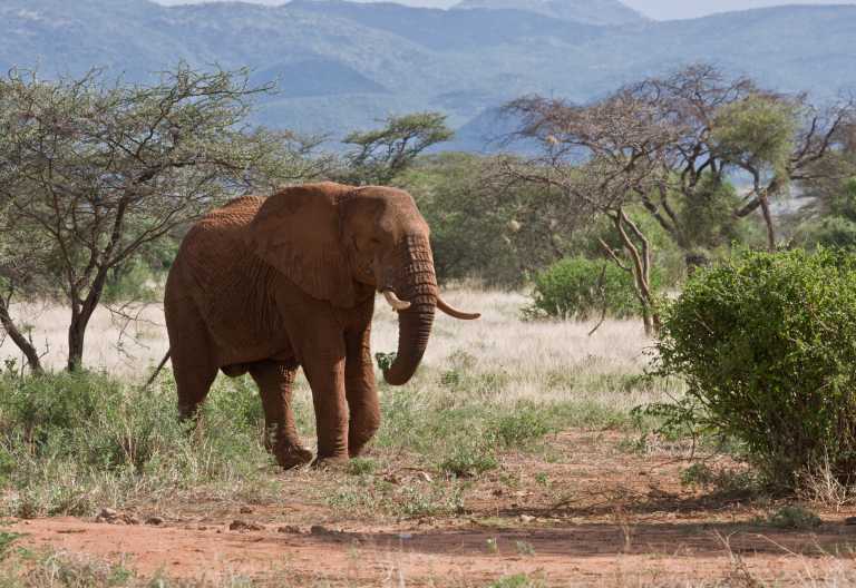 Elefant im Samburu Wildreservat, Samburu Sopa Lodge © Foto: Sopa Lodges