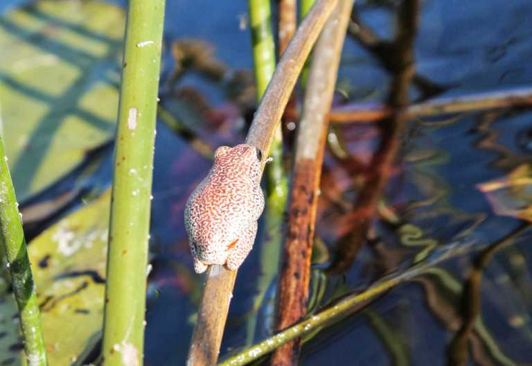 Xudum Lodge, Riedfrosch im Okavangodelta © Foto: Ulrike Pârvu | Outback Africa