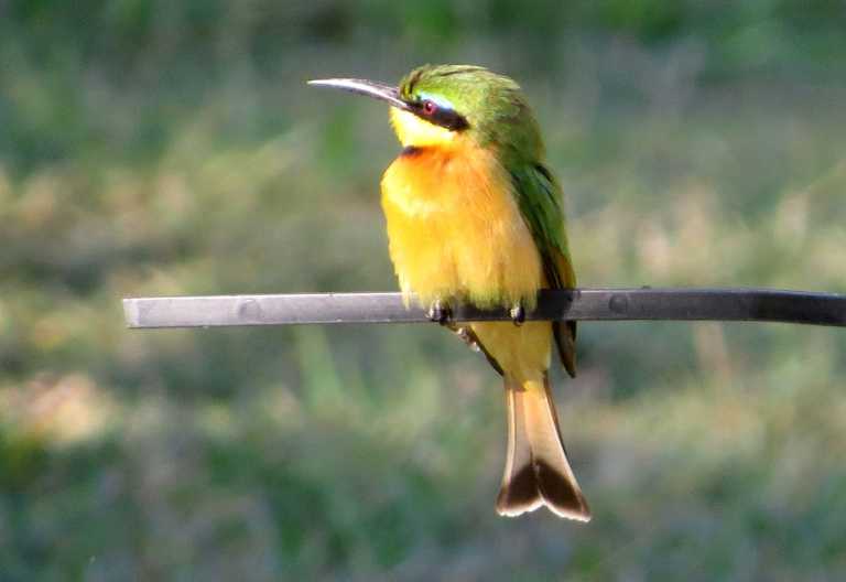 Bienenfresser, Camp Kwando &copy; Foto: Susanne Schlesinger | Outback Africa