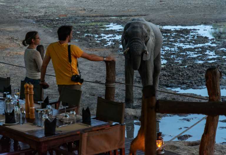 Besuch zum Dinner - Kanga Camp, Mana Pools © Foto: Marco Penzel | Outback Africa