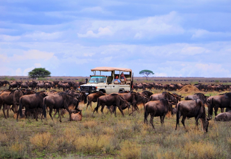 Sanctuary Serengeti Migration Camp, Große Tierwanderung © Foto: Sanctuary Retreats