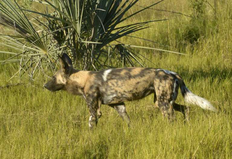Wildhund auf Hunda Island, Okavango-Delta © Foto: Ulrike Pârvu | Outback Africa