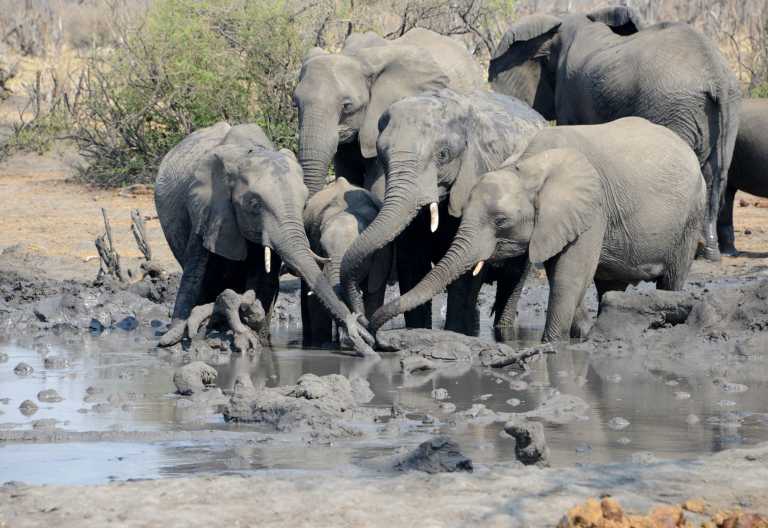 Elefanten am Wasserloch in Hwange &copy; Foto: Dr Wolfgang Hennig / Rettung bedrohter Wildtiere e.V.