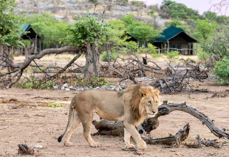 Löwe vor dem Ongava Tented Camp © Foto: Marco Penzel | Outback Africa