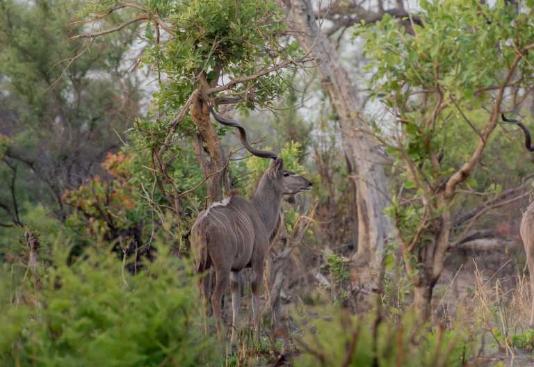 Kudu im Okavango-Delta, Karangoma Camp © Foto: Wild Expeditions