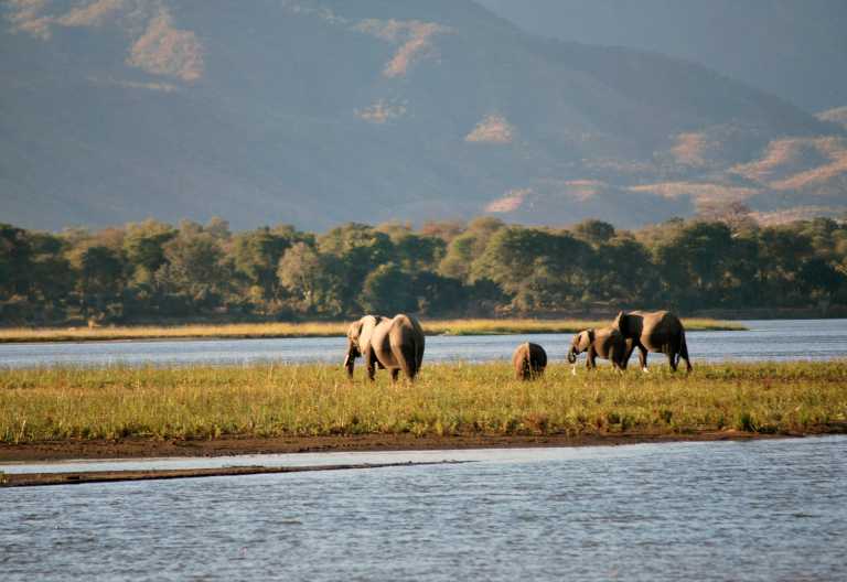 Elefanten am Sambesi, Mana Pools Nationalpark © Foto: African Bush Camps
