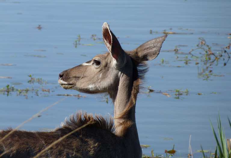 Pirschfahrt im Marakele Nationalpark, Kudu am Fluss © Foto: Jens Doering | Outback Africa