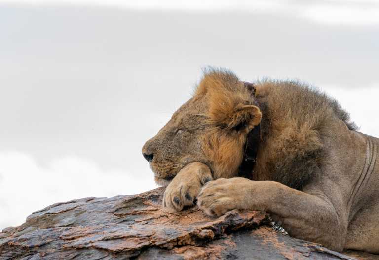 Löwe im Taita Hills Wildlife Sanctuary © Foto: Salt Lick Safari Lodge