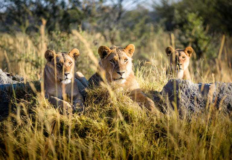 Löwen im Okavango-Delta, Chiefs Camp © Foto: Sanctuary Retreats