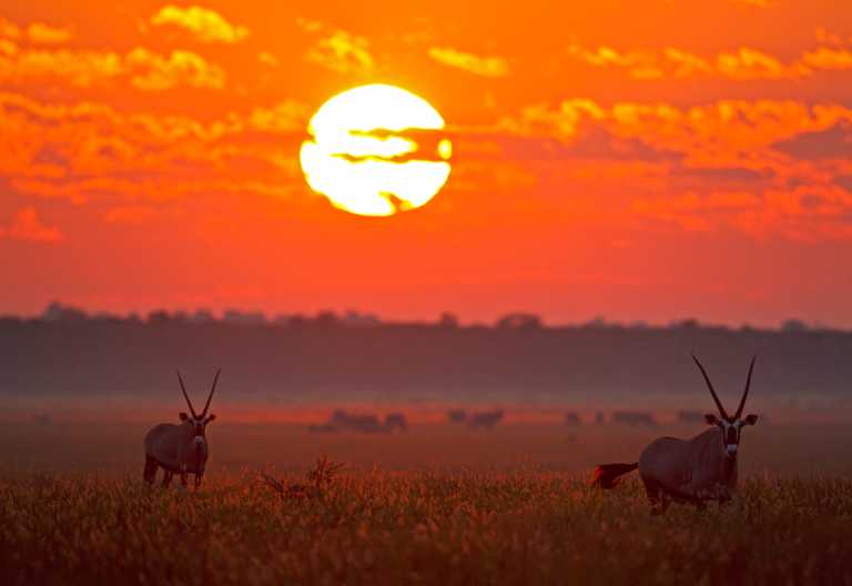 Oryx-Antilopen in der Kalahari © Foto: : Andrea und Christian Heinrich | fotofeeling.de