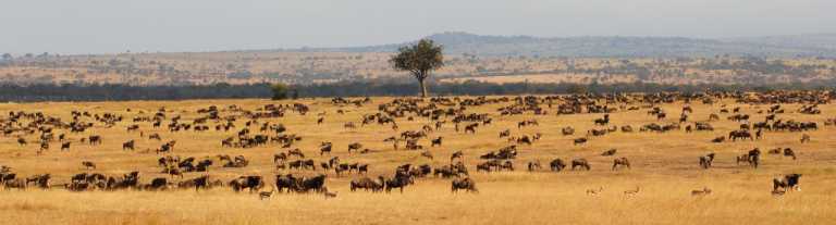 Tierherden in der Serengeti