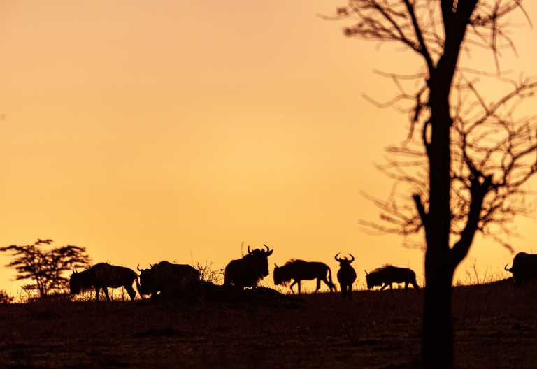 Vor dem Sonnenaufgang in der nördlichen Serengeti © Foto: Marco Penzel | Outback Africa