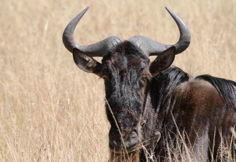 Gnu in der Masai Mara © Foto: Bernd Gerlach Gnu in der Masai Mara © Foto: Bernd Gerlach