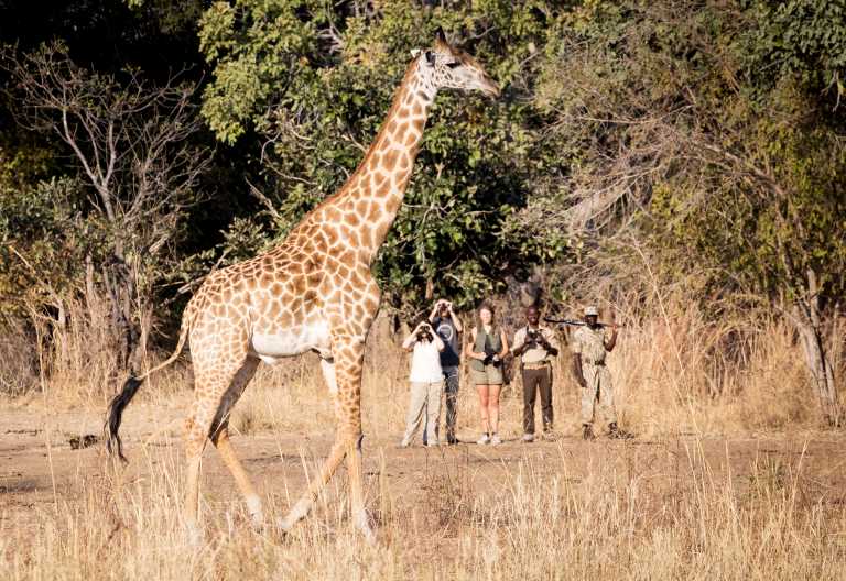 Pirschwanderung im Nsefu-Sektor, South Luangwa © Foto: Scott Ramsay | Remote Africa Safaris