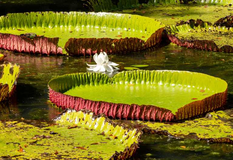 Riesenseerosen im Pamplemousses Botanischer Garten, Mauritius © Foto: Marco Penzel | Outback Africa