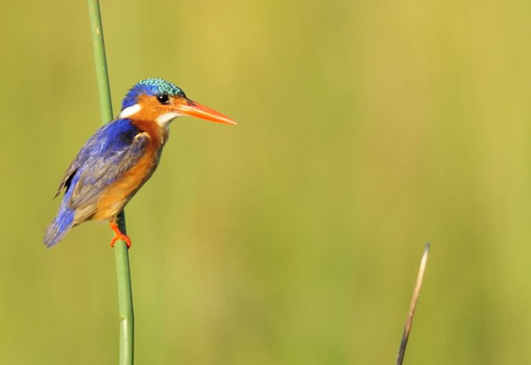 Malachit Eisvogel, Liwonde Nationalpark © Foto: Marco Penzel | Outback Africa