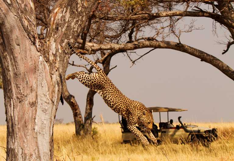 Leopard im Okavango-Delta, Shinde Camp © Foto: Ker