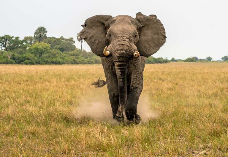 Elefant im Okavango-Delta, Botswana © Foto: Marco Penzel | Outback Africa