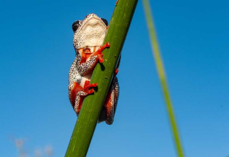 Riedfrosch im Okavango-Delta © Foto: Marco Penzel | Outback Africa