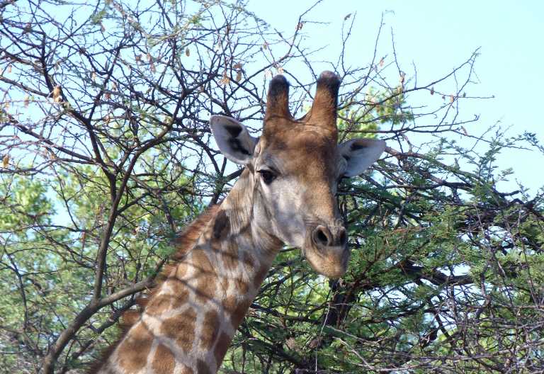 Pirschfahrt im Marakele Nationalpark, junger Giraffenbulle © Foto: Jens Doering | Outback Africa